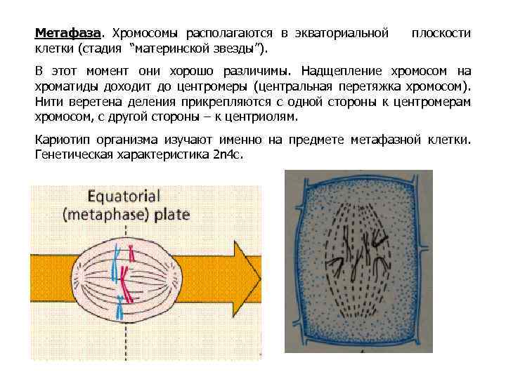 Метафаза. Хромосомы располагаются в экваториальной клетки (стадия “материнской звезды”). плоскости В этот момент они