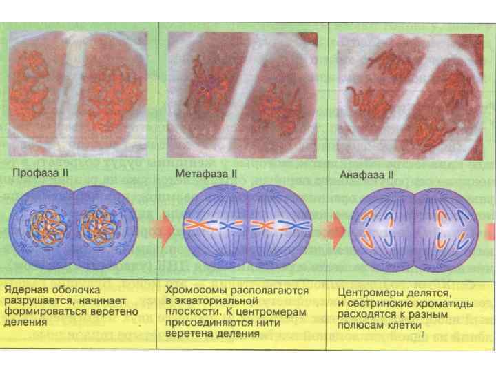 В анафазе митоза хромосомы. Профаза метафаза анафаза телофаза таблица. Ядерная оболочка в метафазе. Анафаза ядерная оболочка. Анафаза митоза ядерная оболочка.