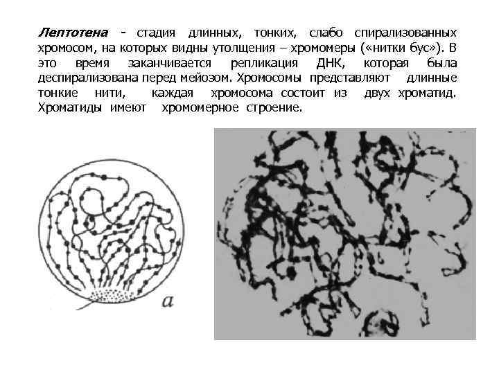 Лептотена - стадия длинных, тонких, слабо спирализованных хромосом, на которых видны утолщения – хромомеры