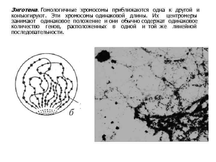 Зиготена. Гомологичные хромосомы приближаются одна к другой и конъюгируют. Эти хромосомы одинаковой длины. Их