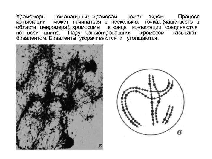 Хромомеры гомологичных хромосом лежат рядом. Процесс конъюгации может начинаться в нескольких точках (чаще всего