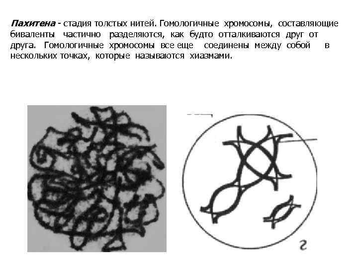 Пахитена - стадия толстых нитей. Гомологичные хромосомы, составляющие биваленты частично разделяются, как будто отталкиваются