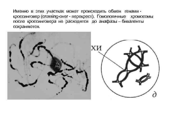 Именно в этих участках может происходить обмен генами кроссинговер (crossing-over - перекрест). Гомологичные хромосомы