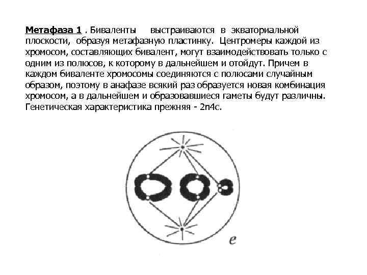 Хромосомы в экваториальной плоскости