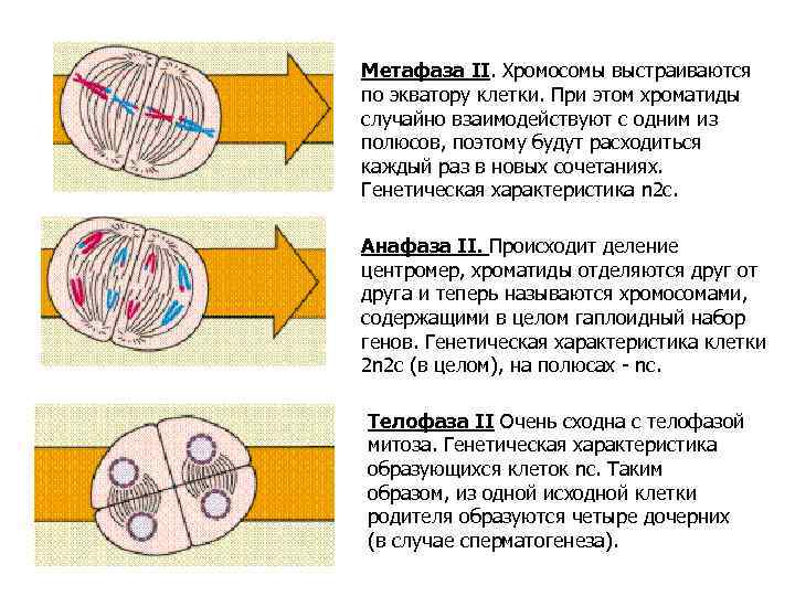 Метафаза II. Хромосомы выстраиваются по экватору клетки. При этом хроматиды случайно взаимодействуют с одним