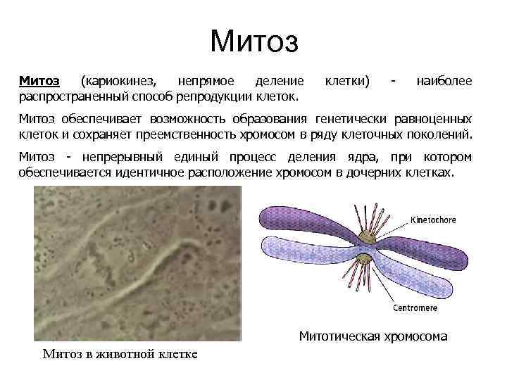 Непрямое деление клетки. Митоз обеспечивает. Митоз мейоз амитоз. Амитозом делятся клетки какие. Кариокинез в амитозе.