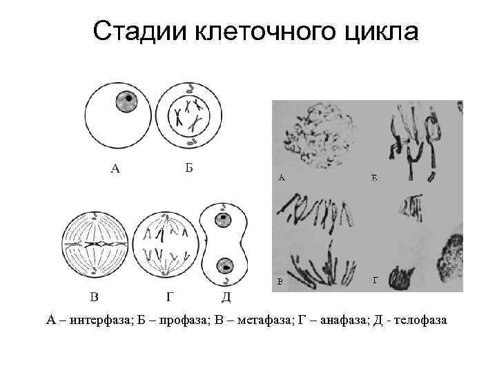 Фазы митоза интерфаза. Жизненный цикл клетки интерфаза профаза метафаза. Деление клетки интерфаза. Телофаза 2 митоза. Интерфаза митоза.