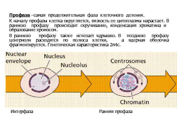 Профаза –самая продолжительная фаза клеточного деления. К началу профазы клетка округляется, вязкость ее цитоплазмы