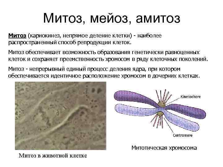 Митоз, мейоз, амитоз Митоз (кариокинез, непрямое деление клетки) - наиболее распространенный способ репродукции клеток.