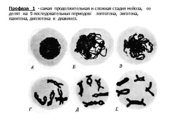 Профаза 1 - самая продолжительная и сложная стадия мейоза, ее делят на 5 последовательных