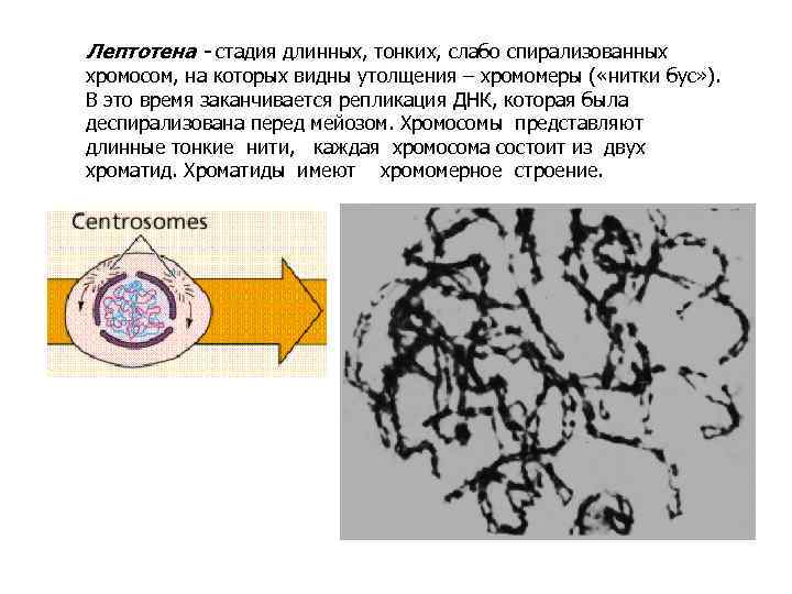 Лептотена - стадия длинных, тонких, слабо спирализованных хромосом, на которых видны утолщения – хромомеры