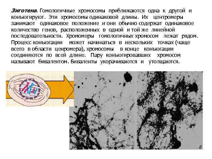 Зиготена. Гомологичные хромосомы приближаются одна к другой и конъюгируют. Эти хромосомы одинаковой длины. Их