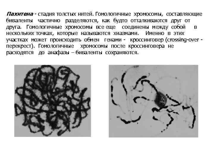 Пахитена - стадия толстых нитей. Гомологичные хромосомы, составляющие биваленты частично разделяются, как будто отталкиваются