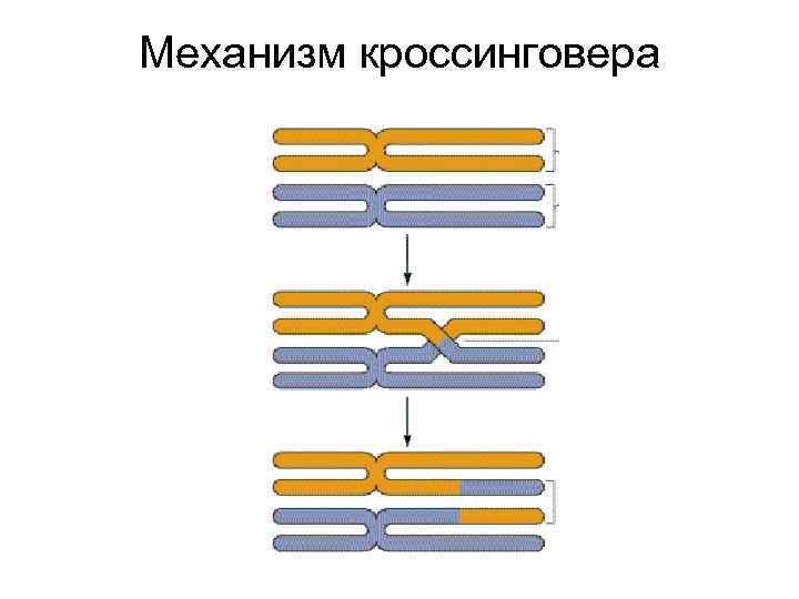 Механизм кроссинговера 