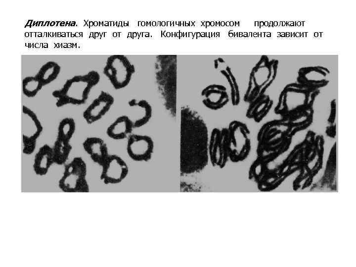 Диплотена. Хроматиды гомологичных хромосом продолжают отталкиваться друг от друга. Конфигурация бивалента зависит от числа