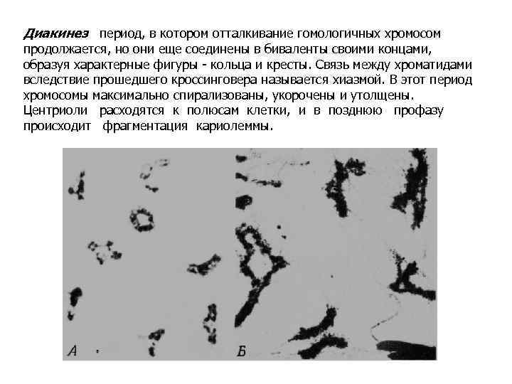 Диакинез период, в котором отталкивание гомологичных хромосом продолжается, но они еще соединены в биваленты