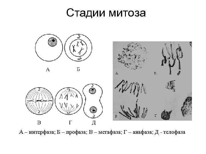 Митоз этапы