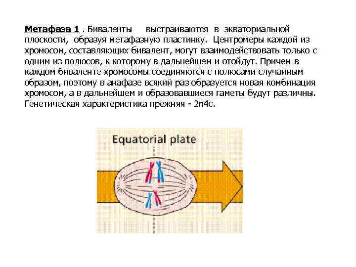 Экваториальное деление. Метафаза 1. Биваленты метафаза. Биваленты в экваториальной плоскости. Образуются биваленты.