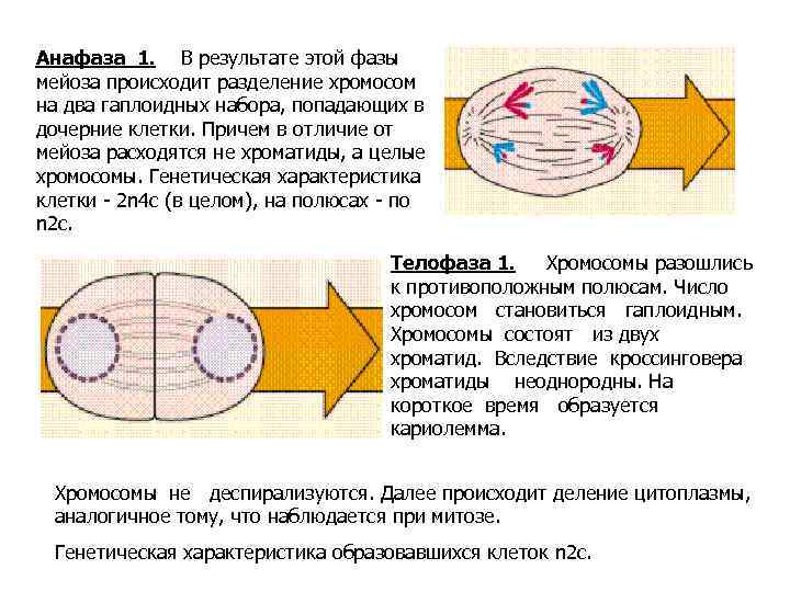 Анафаза 1. В результате этой фазы мейоза происходит разделение хромосом на два гаплоидных набора,