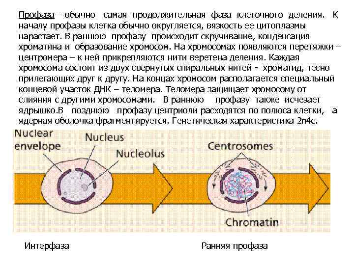 Деление клетки интерфаза