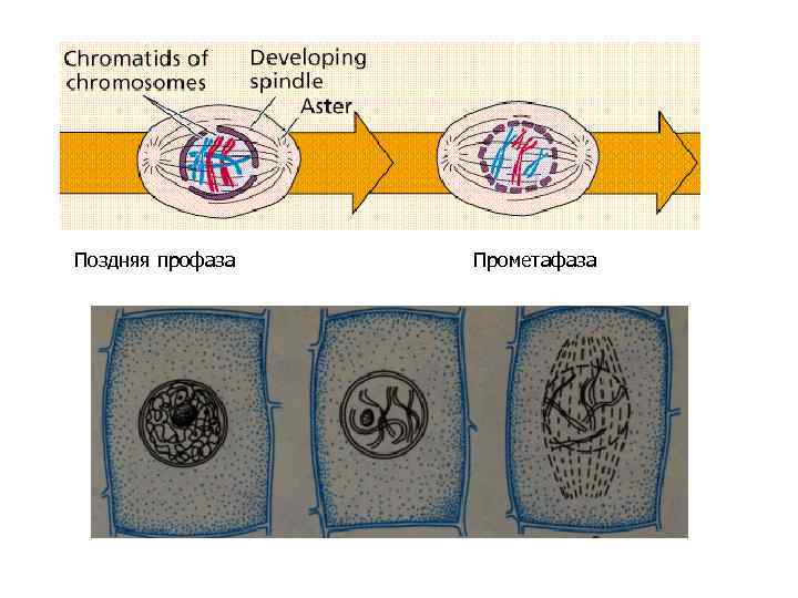 Поздняя профаза Прометафаза 