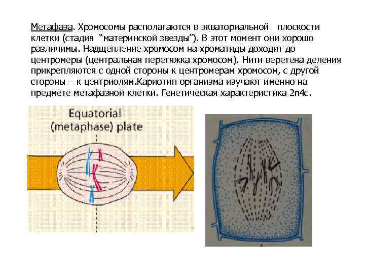 Метафаза. Хромосомы располагаются в экваториальной плоскости клетки (стадия “материнской звезды”). В этот момент они