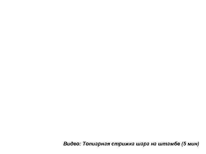 Видео: Топиарная стрижка шара на штамбе (5 мин) 