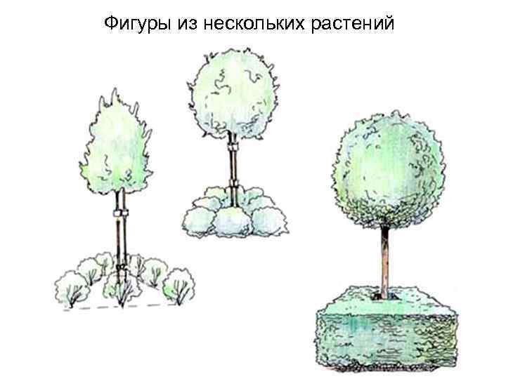 Фигуры из нескольких растений 