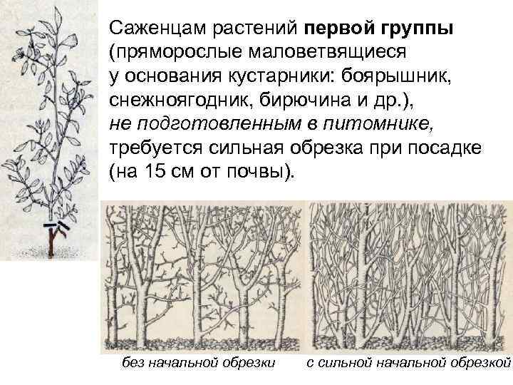 Саженцам растений первой группы (пряморослые маловетвящиеся у основания кустарники: боярышник, снежноягодник, бирючина и др.