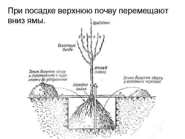 При посадке верхнюю почву перемещают вниз ямы. 