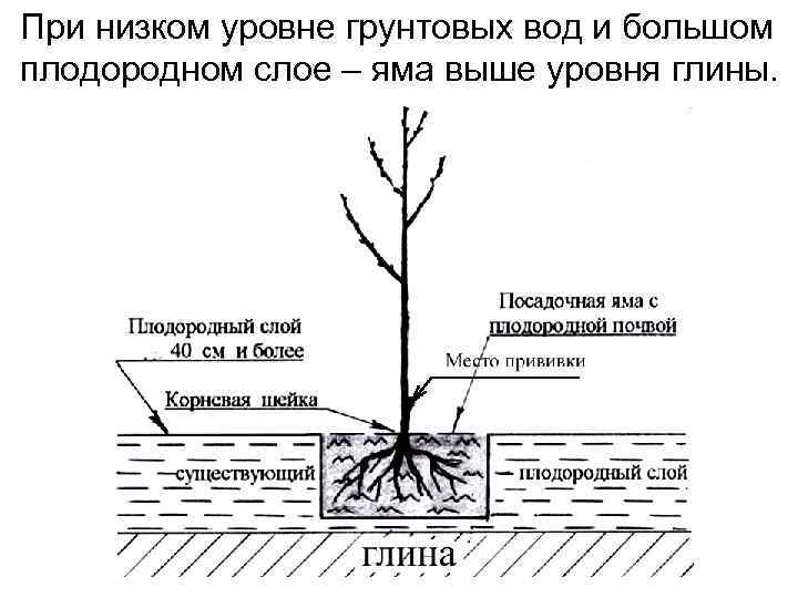 При низком уровне грунтовых вод и большом плодородном слое – яма выше уровня глины.