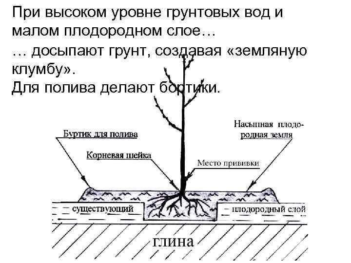 При высоком уровне грунтовых вод и малом плодородном слое… … досыпают грунт, создавая «земляную