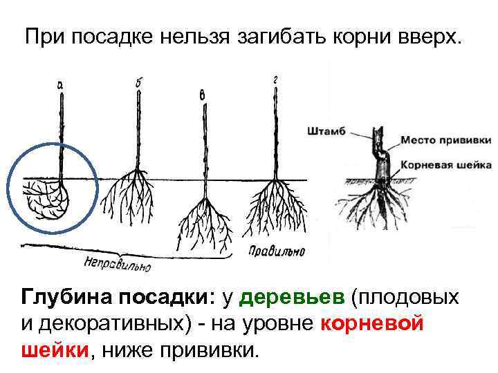 При посадке нельзя загибать корни вверх. Глубина посадки: у деревьев (плодовых и декоративных) -