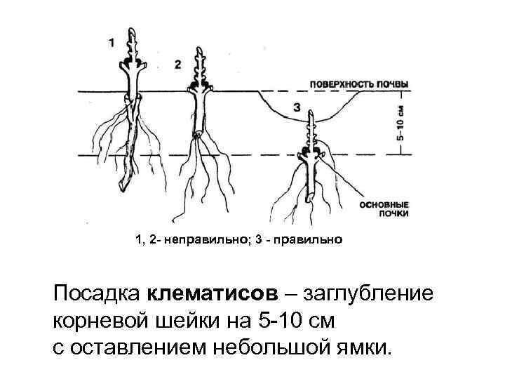 1, 2 - неправильно; 3 - правильно Посадка клематисов – заглубление корневой шейки на