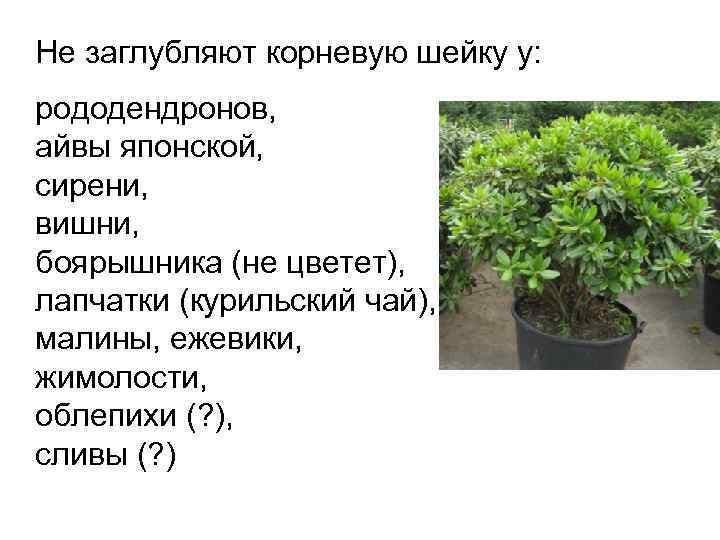 Не заглубляют корневую шейку у: рододендронов, айвы японской, сирени, вишни, боярышника (не цветет), лапчатки