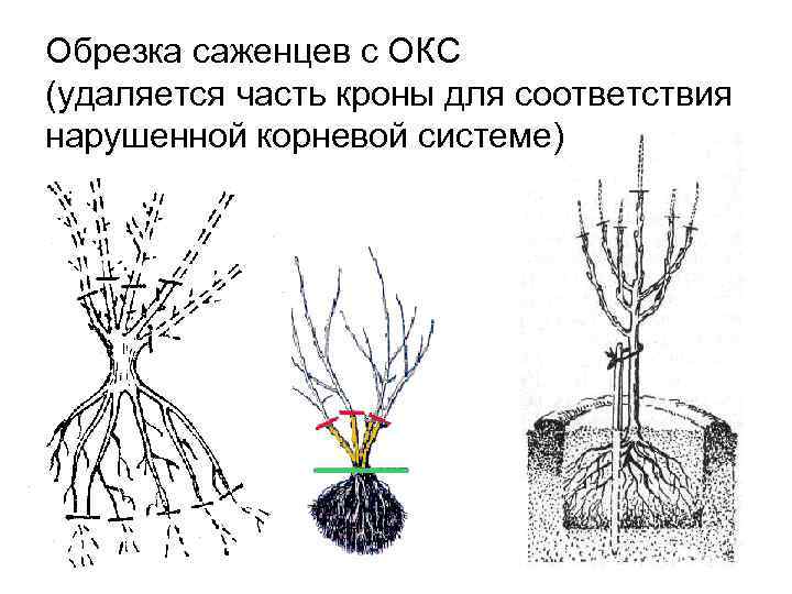 Обрезка саженцев с ОКС (удаляется часть кроны для соответствия нарушенной корневой системе) 