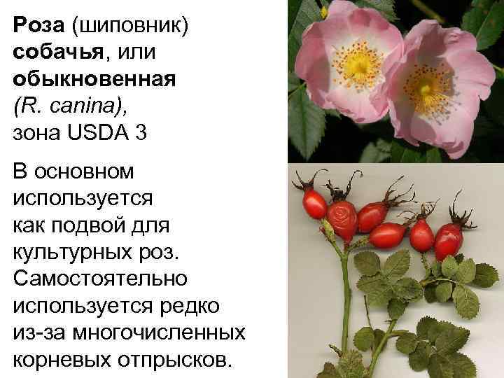 Роза (шиповник) собачья, или обыкновенная (R. canina), зона USDA 3 В основном используется как