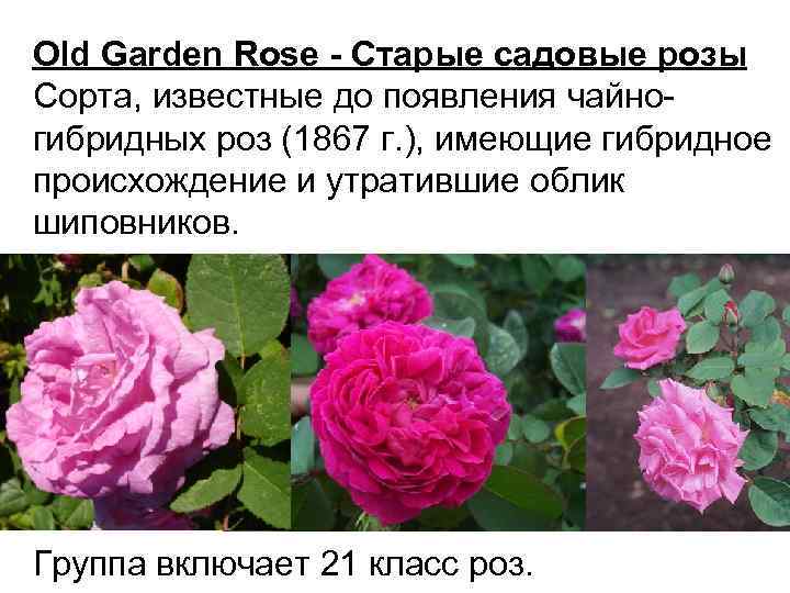 Old Garden Rose - Старые садовые розы Сорта, известные до появления чайногибридных роз (1867