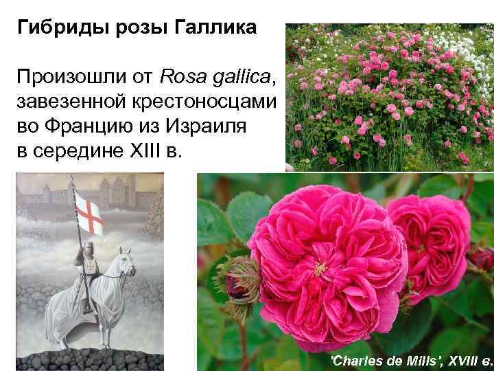 Гибриды розы Галлика Произошли от Rosa gallica, завезенной крестоносцами во Францию из Израиля в