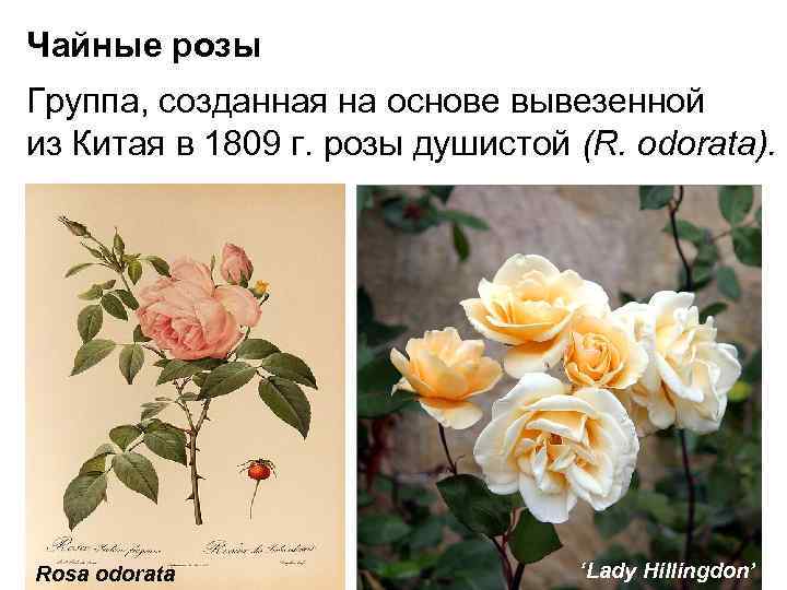 Как отличить розы. Классификация розы флорибунда. Классификация розы чайной. Видовые розы.