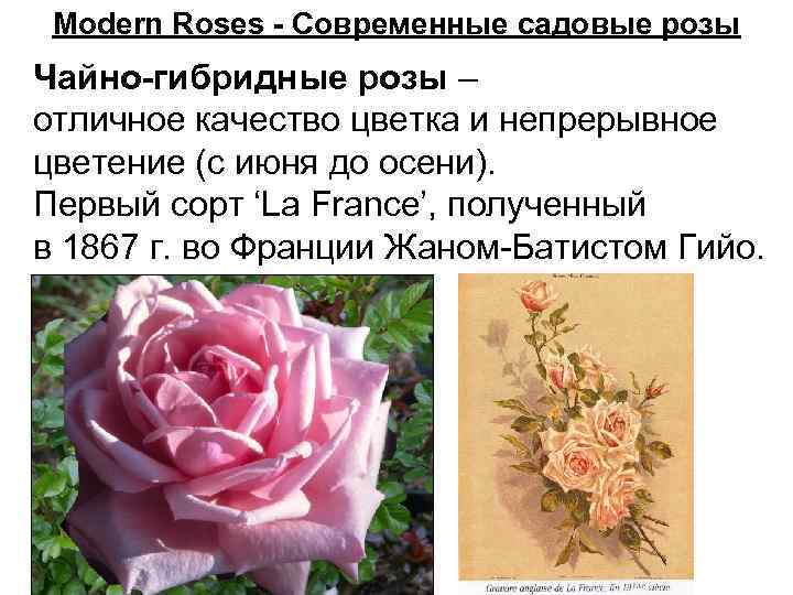 Modern Roses - Современные садовые розы Чайно-гибридные розы – отличное качество цветка и непрерывное