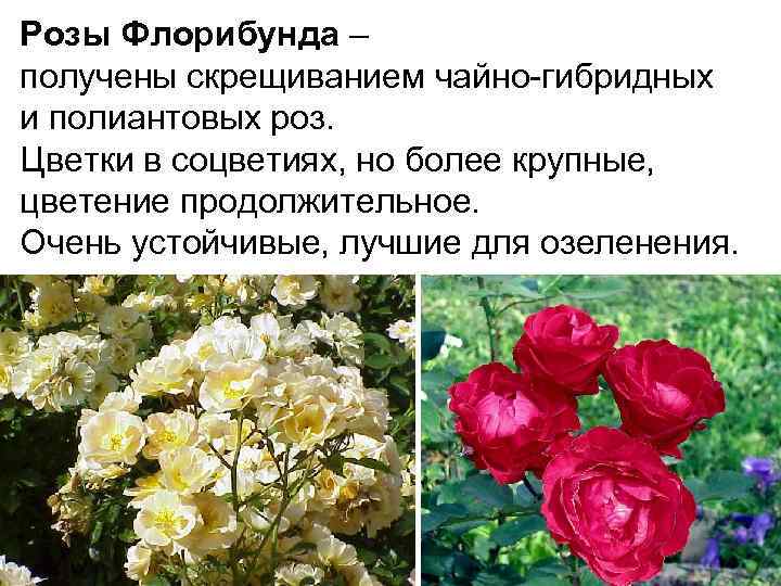 Чем отличаются гибридные. Розы чайно-гибридные и флорибунда отличия. Розы группы флорибунда.