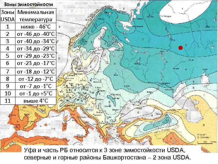 КЛАССИФИКАЦИЯ РОЗ Источники Соколова Т А Декоративное