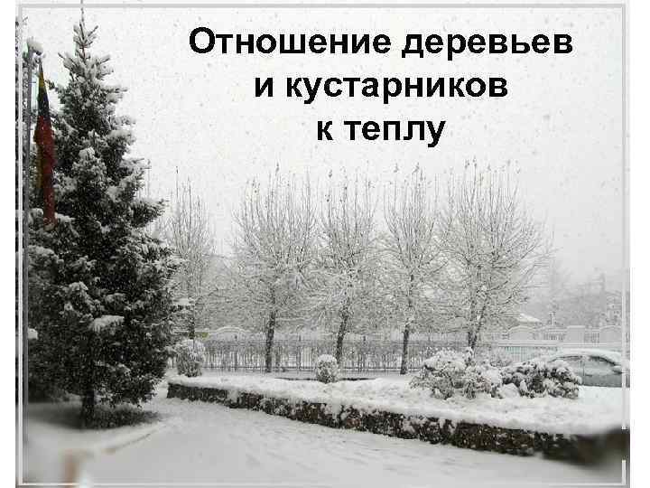 Отношение деревьев и кустарников к теплу 