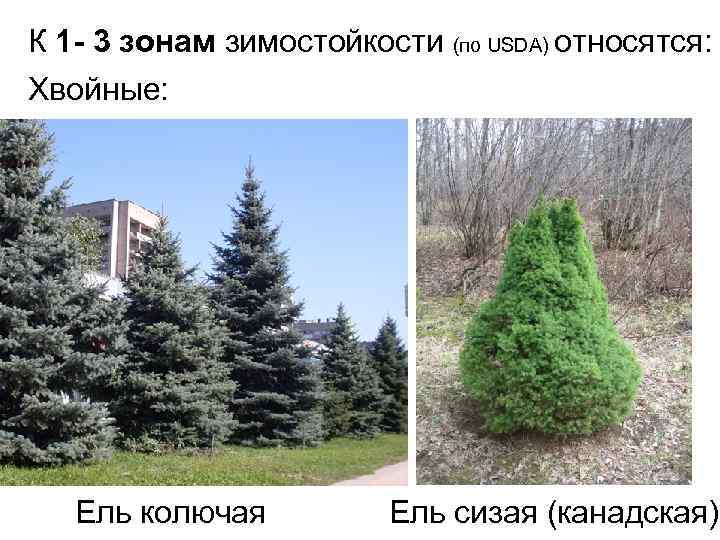 К 1 - 3 зонам зимостойкости (по USDA) относятся: Хвойные: Ель колючая Ель сизая