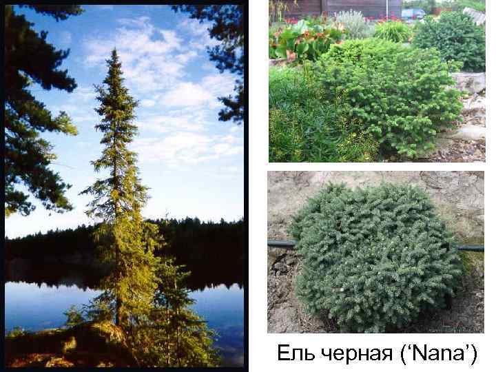 Ель черная (‘Nana’) 