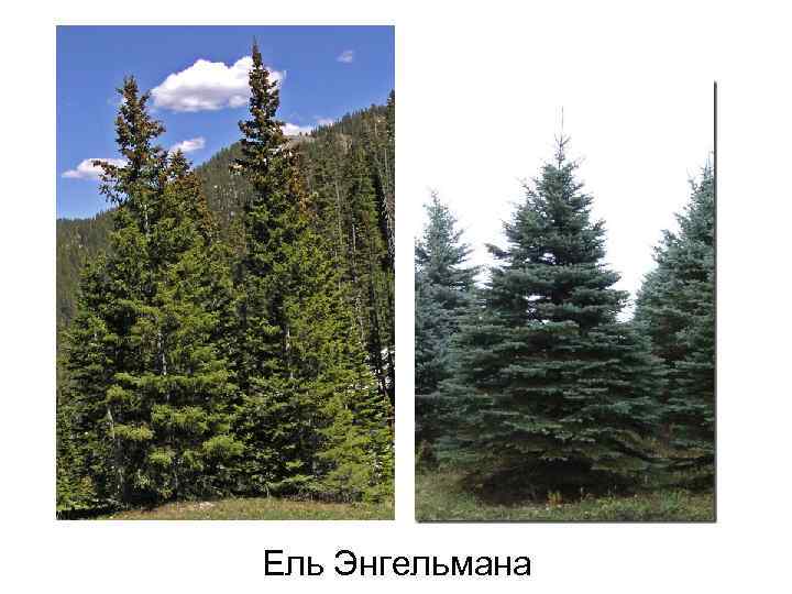 Ель Энгельмана 