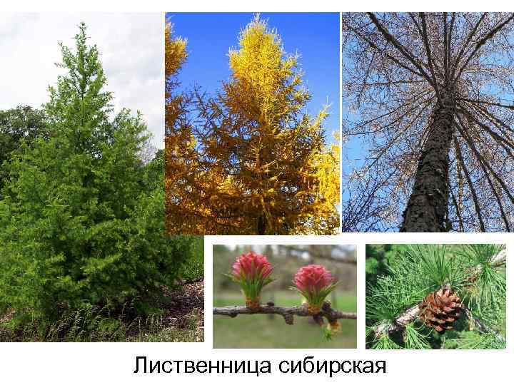 Лиственница сибирская 