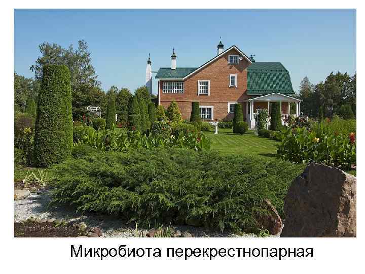 Микробиота перекрестнопарная 