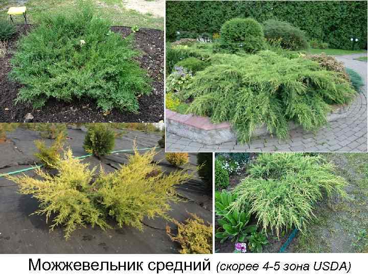 Можжевельник средний (скорее 4 -5 зона USDA) 